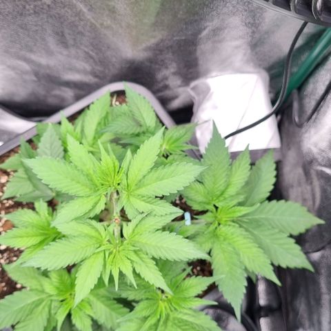 Pineapple Express growlog timeline photo