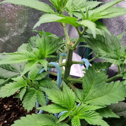 Pineapple Express growlog timeline photo