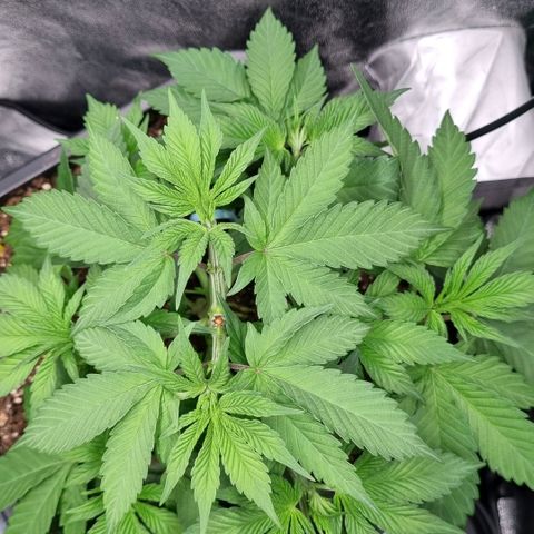 Pineapple Express growlog timeline photo