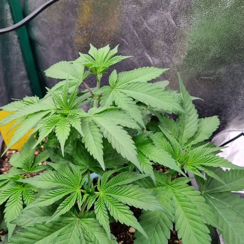 Pineapple Express growlog timeline photo