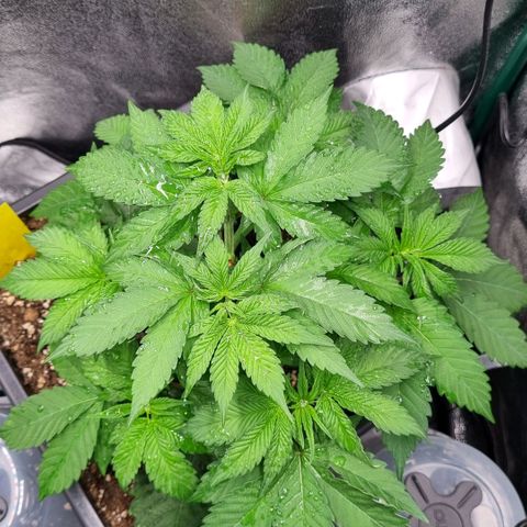 Pineapple Express growlog timeline photo