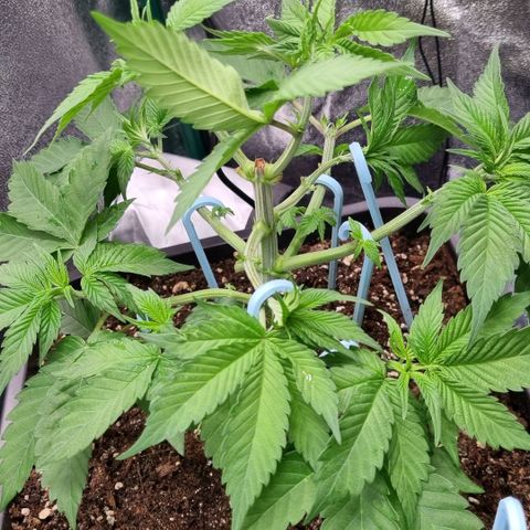 Pineapple Express growlog timeline photo