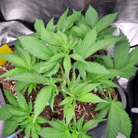 Pineapple Express growlog timeline photo