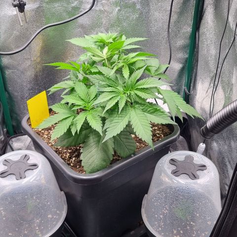 Pineapple Express growlog timeline photo