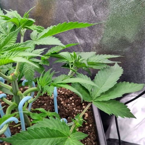 Pineapple Express growlog timeline photo
