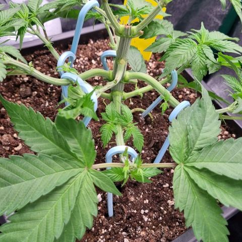 Pineapple Express growlog timeline photo
