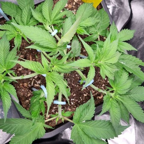 Pineapple Express growlog timeline photo