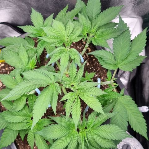 Pineapple Express growlog timeline photo