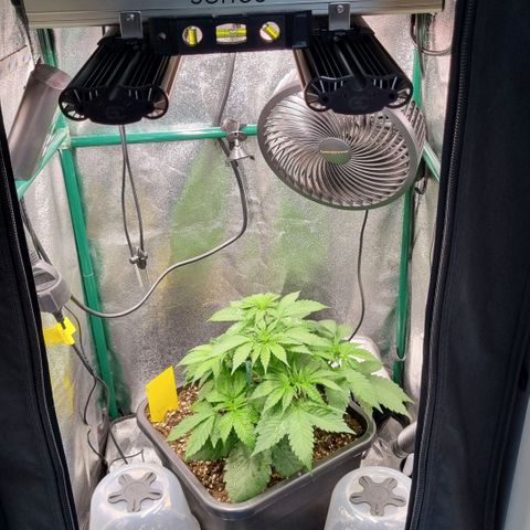 Pineapple Express growlog timeline photo