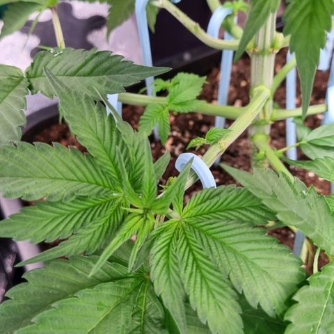 Pineapple Express growlog timeline photo