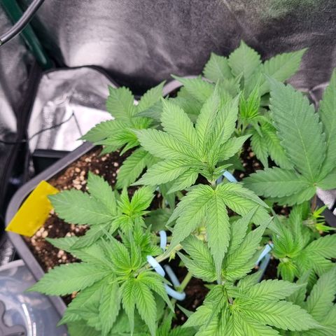 Pineapple Express growlog timeline photo