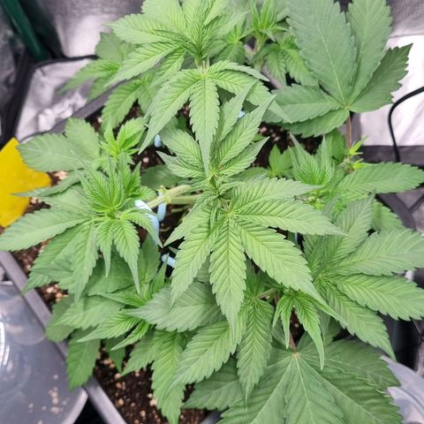 Pineapple Express growlog timeline photo