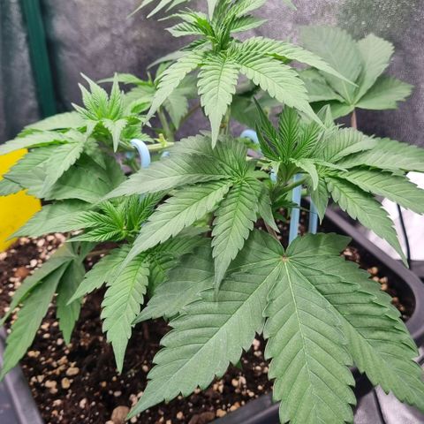 Pineapple Express growlog timeline photo