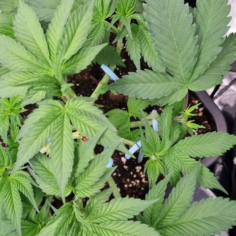 Pineapple Express growlog timeline photo