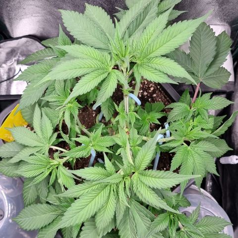 Pineapple Express growlog timeline photo