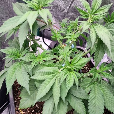 Pineapple Express growlog timeline photo
