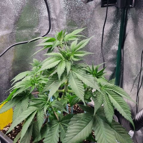 Pineapple Express growlog timeline photo