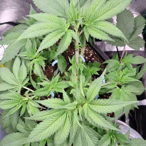 Pineapple Express growlog timeline photo
