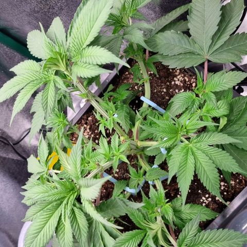 Pineapple Express growlog timeline photo