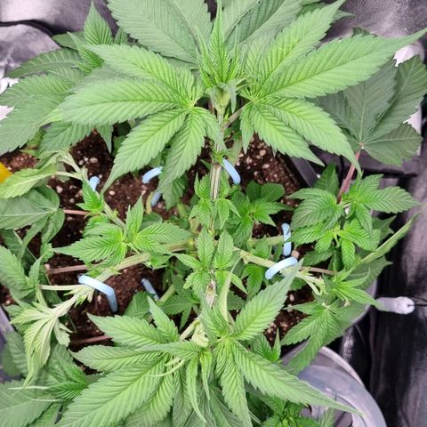 Pineapple Express growlog timeline photo