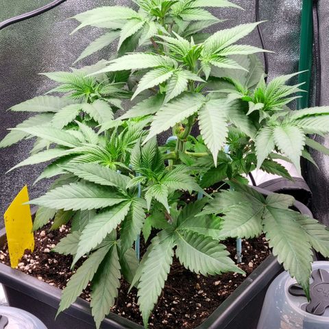 Pineapple Express growlog timeline photo