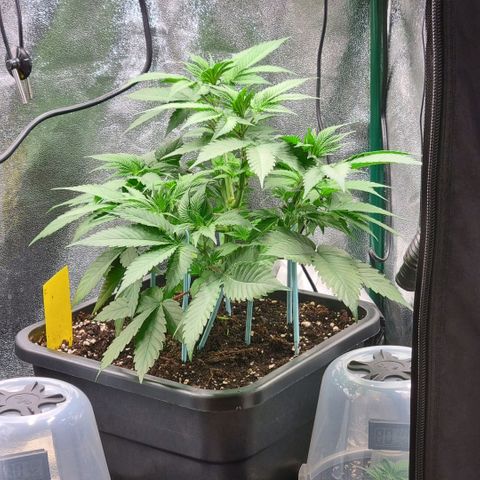 Pineapple Express growlog timeline photo