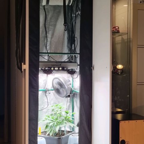 Pineapple Express growlog timeline photo