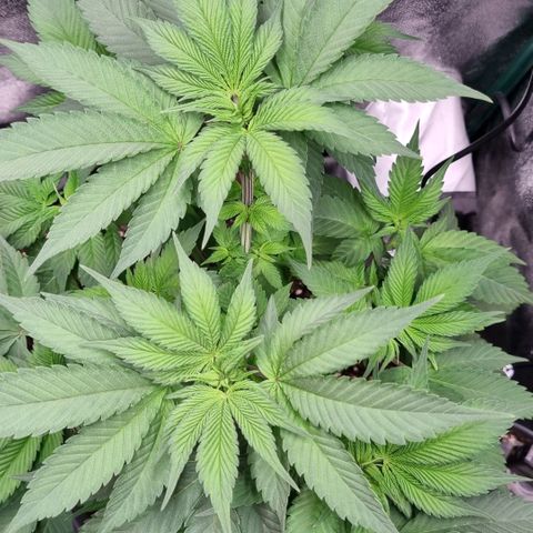 Pineapple Express growlog timeline photo