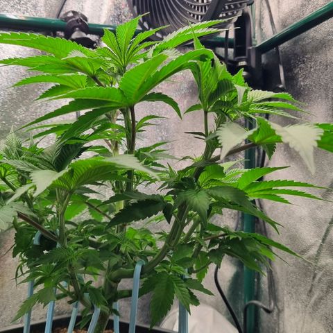 Pineapple Express growlog timeline photo