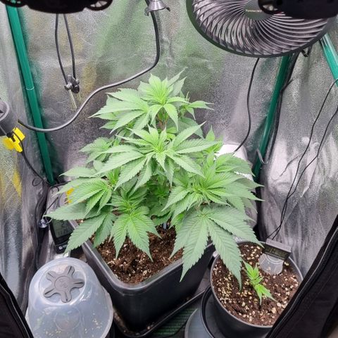 Pineapple Express growlog timeline photo