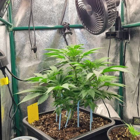 Pineapple Express growlog timeline photo