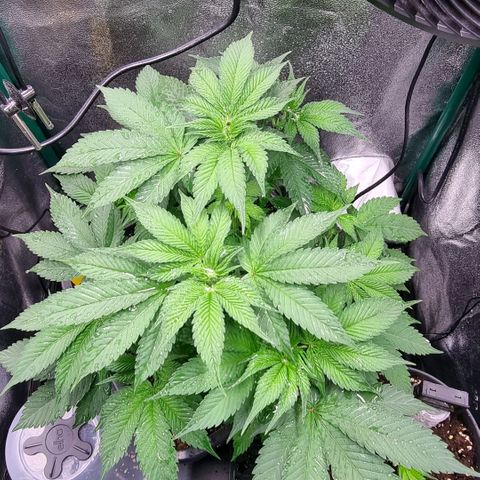 Pineapple Express growlog timeline photo