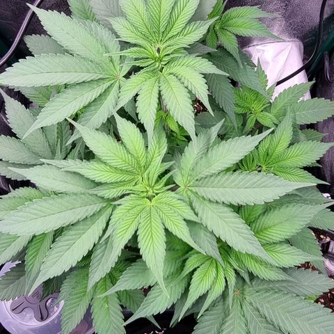 Pineapple Express growlog timeline photo