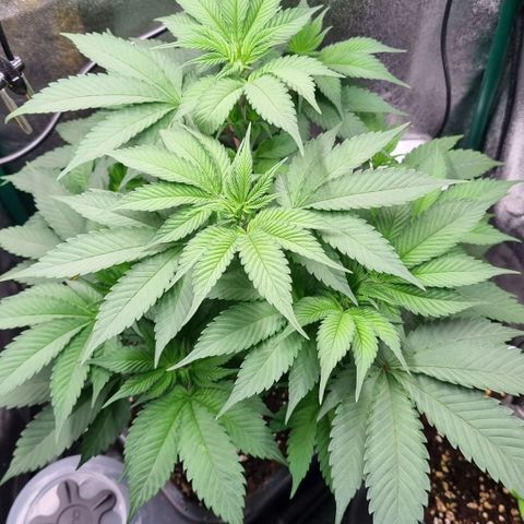 Pineapple Express growlog timeline photo