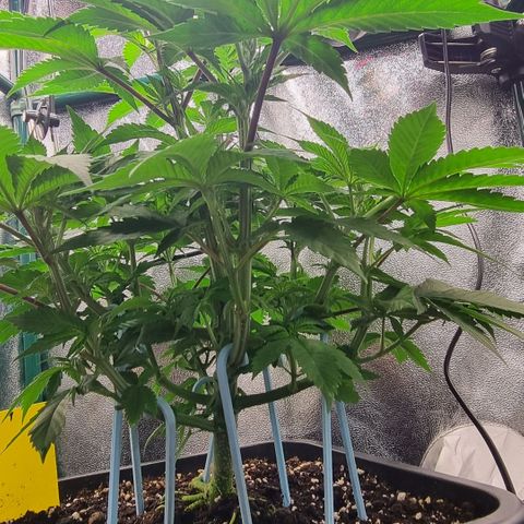 Pineapple Express growlog timeline photo