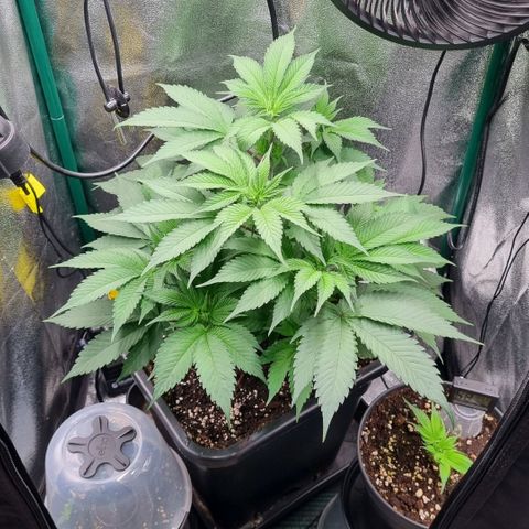 Pineapple Express growlog timeline photo