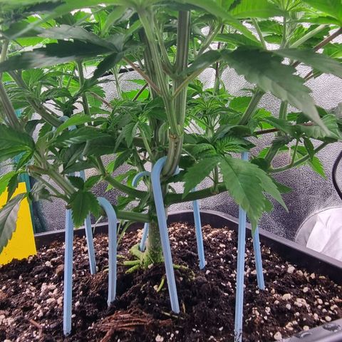 Pineapple Express growlog timeline photo