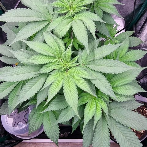 Pineapple Express growlog timeline photo