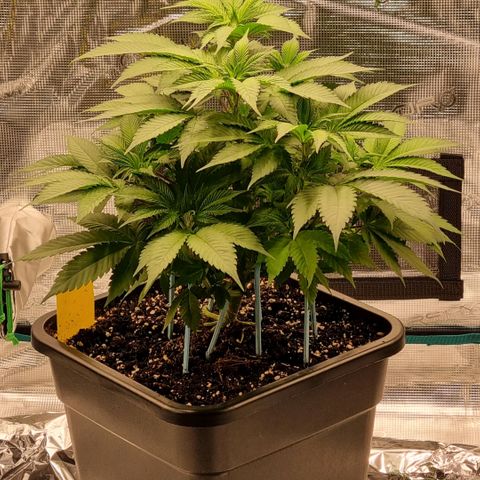 Pineapple Express growlog timeline photo