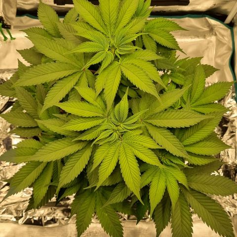 Pineapple Express growlog timeline photo