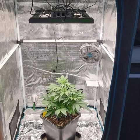 Pineapple Express growlog timeline photo