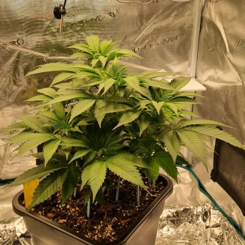 Pineapple Express growlog timeline photo