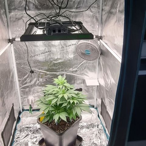 Pineapple Express growlog timeline photo