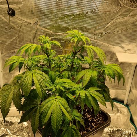 Pineapple Express growlog photo: Blätter hängen ein wenig 