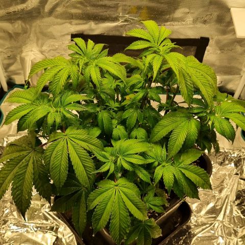 Pineapple Express growlog photo: Blätter hängen ein wenig 