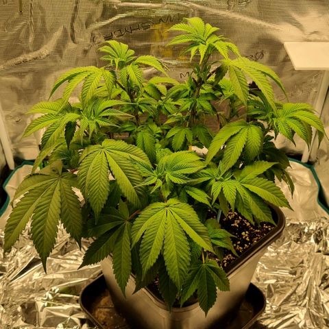 Pineapple Express growlog photo: Blätter hängen ein wenig 