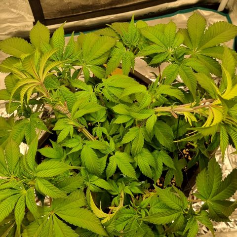 Pineapple Express growlog timeline photo