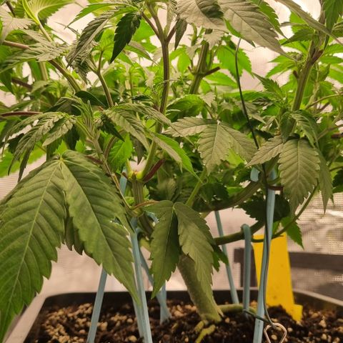 Pineapple Express growlog timeline photo