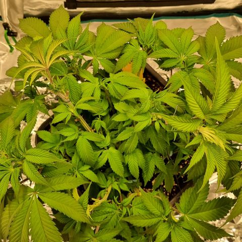 Pineapple Express growlog timeline photo