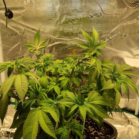Pineapple Express growlog timeline photo